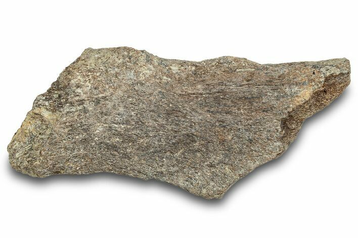 Dinosaur (Triceratops) Skull Section - Montana #264959